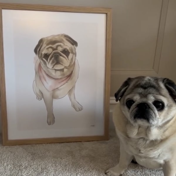 Kleurrijke tekening van een mopshond, post van @homeofneddy